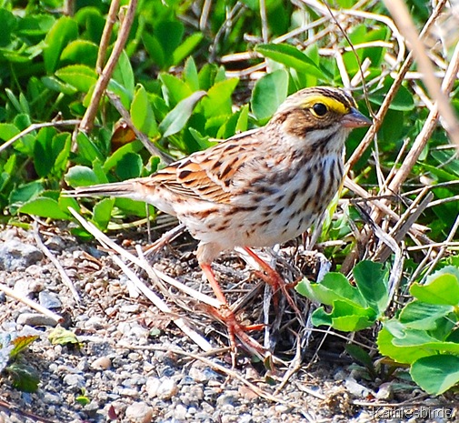 1. Savannah sparrow-kab