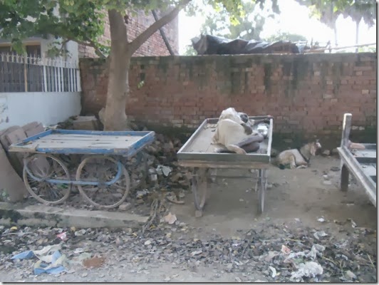DSC01808-Varanasi-morador de rua