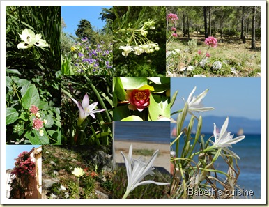 fleurs des vacances