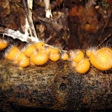 Gunung Palung - fun fungus (Andy Dean, July 2010)