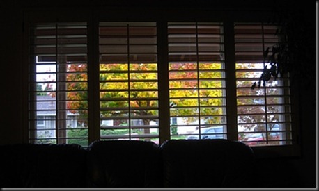 fall_colors_out_the_living_room_window