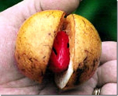 NutmegGrenada-jhw