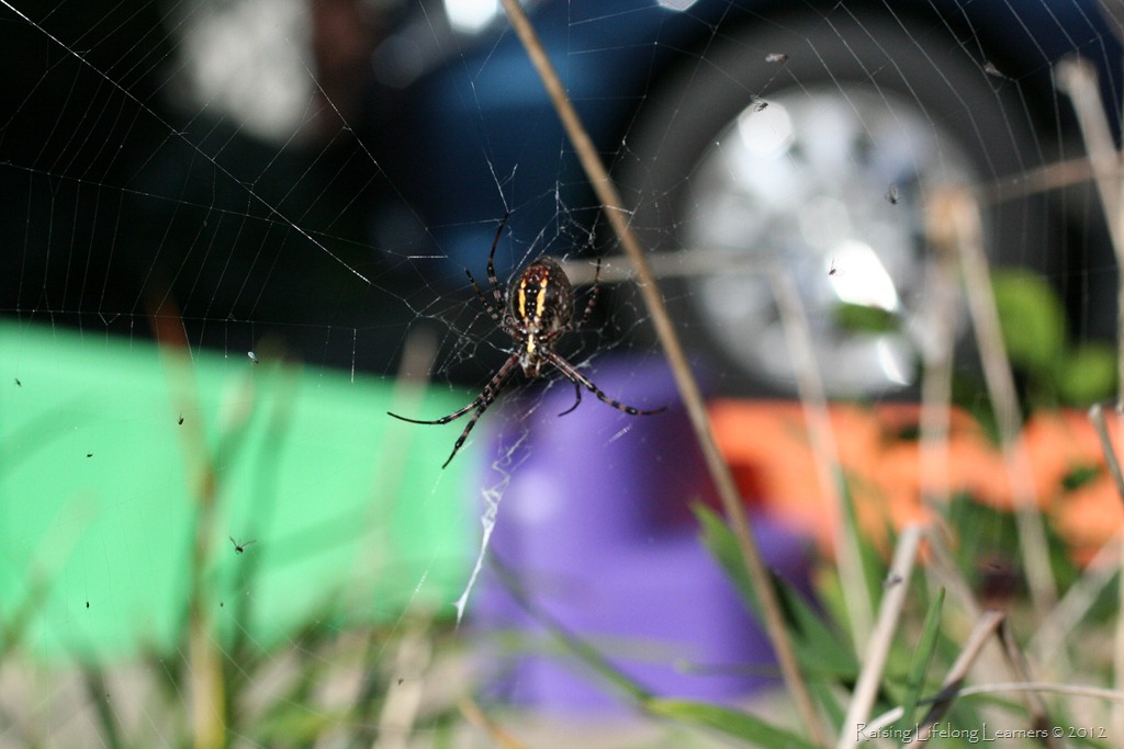 [Top%2520of%2520Spider%2520in%2520the%2520Yard%255B3%255D.jpg]