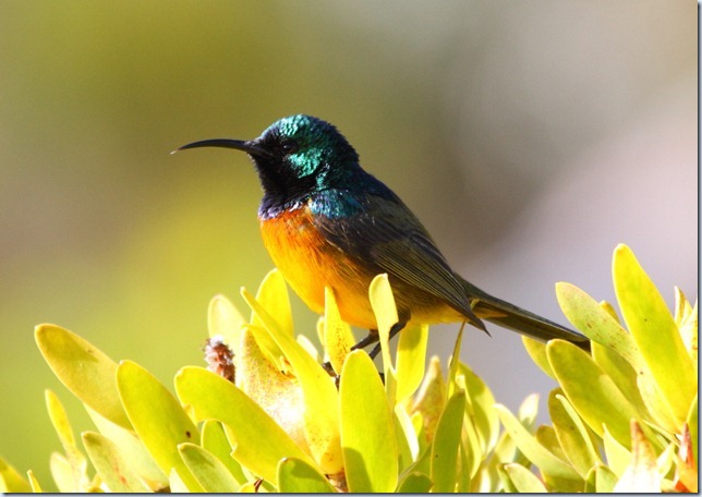 orange-breasted_sunbird3 orange-breasted_sunbird3