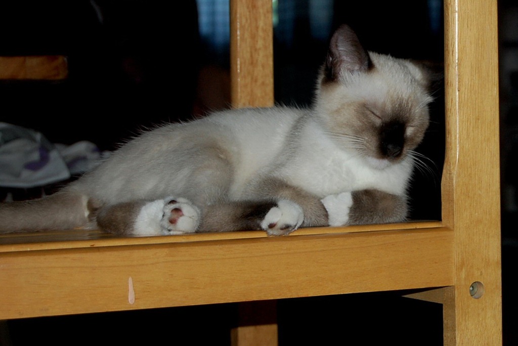 [catdogbin63.jpg]