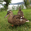 Ducks