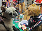 You're right, Franny.  It's a pet store.  However, I don't think that Martha would approve of what this dog is wearing.  After all, Martha is a Yankees fan.