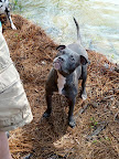 Elizabeth then learned that Trip was healing better than expected! The vet thought it best to postpone surgery and focus the funds towards physical therapy and rehabilitation.