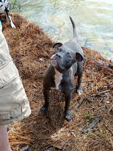 Elizabeth then learned that Trip was healing better than expected! The vet thought it best to postpone surgery and focus the funds towards physical therapy and rehabilitation. Elizabeth then learned that Trip was healing better than expected! The vet thought it best to postpone surgery and focus the funds towards physical therapy and rehabilitation.