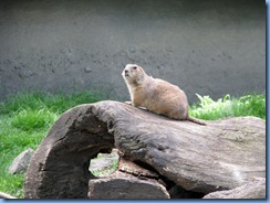 0235 Alberta Calgary - Calgary Zoo The Canadian Wilds - Black-Tailed Prairie Dog