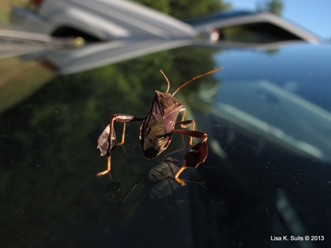 leaf-footed bug on windshield leaf-footed bug on windshield