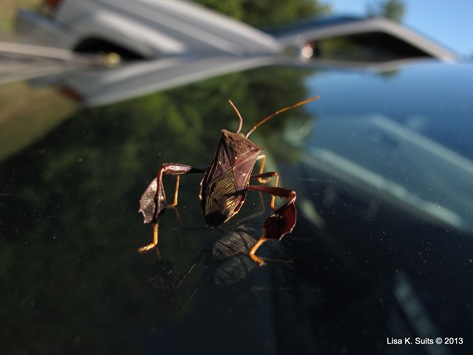 leaf-footed bug on windshield