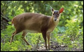 d Muntjac d Muntjac