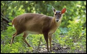 d Muntjac