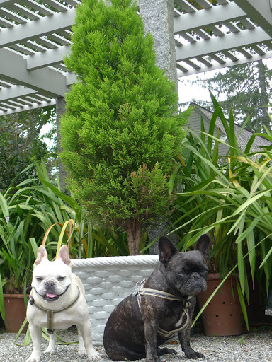 All of the potted tropical and citrus plants check out, Sharkey!  This Monterey cyprus tree looks like it's growing well.  Now where is G.K.?  We need his report.