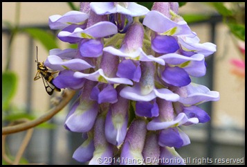 wisteria-3-blog wisteria-3-blog