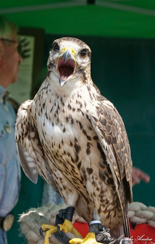 Falke Falke