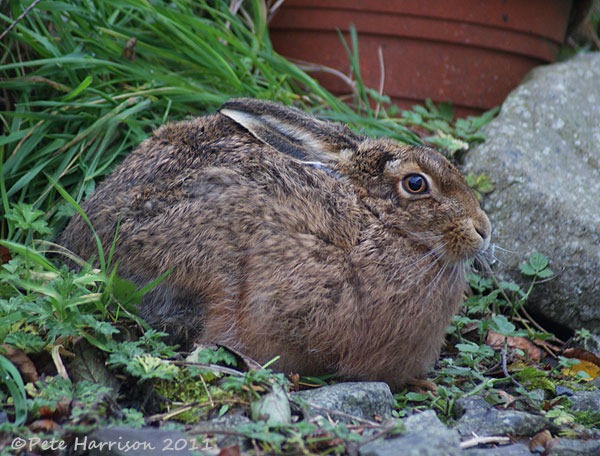 [hare-1%255B2%255D.jpg]