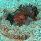 Mantis-Shrimp sitzt in seinem "Vulkan", Komodo