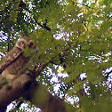 spotted owlet