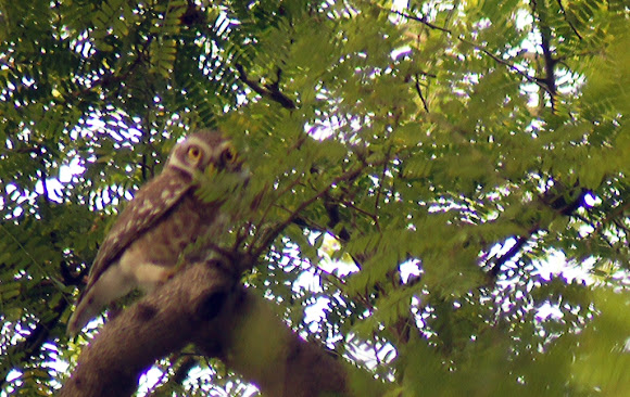Spotting Image 1
