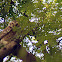spotted owlet