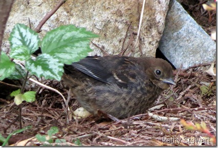 One of the baby Towhee