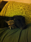 Some rarely seen candids of Minnow relaxing at home with previously feral sister Luna.