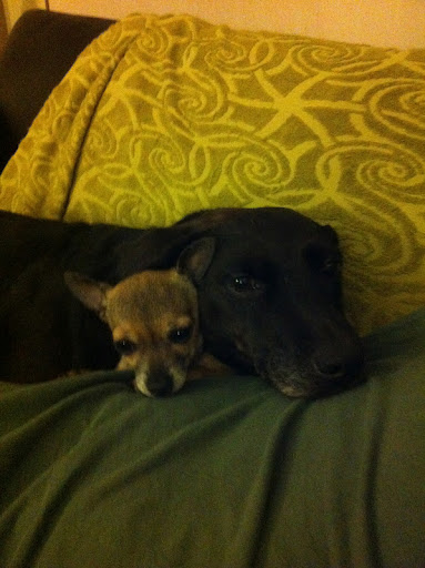 Some rarely seen candids of Minnow relaxing at home with previously feral sister Luna.