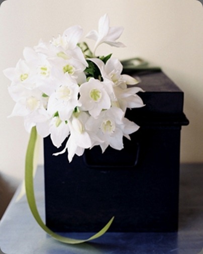 Paperwhites Karen Wise