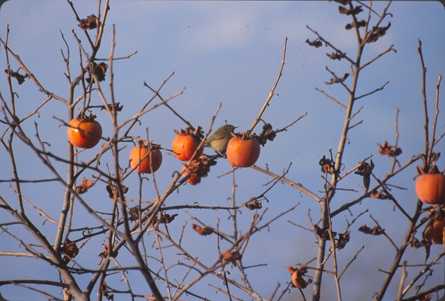 fruttiuccel_0003 fruttiuccel_0003
