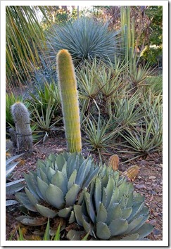 121013_RBG_fall_sale_Agave-parryi- -cleistocactus