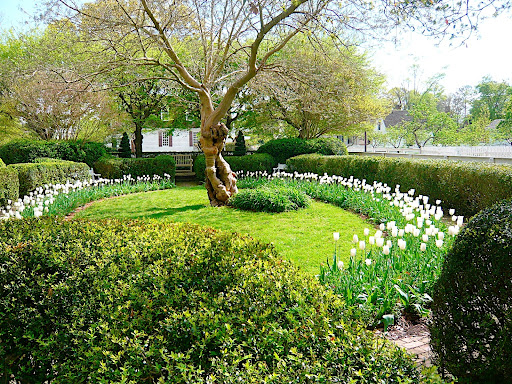 The Orlando Jones oval garden rung in white tulips and boxwood framing a paper mulberry, one of my favorite gardens for the layout and utility buildings.