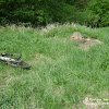 dsc06621.jpg