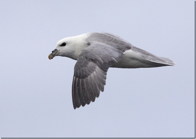 fulmar