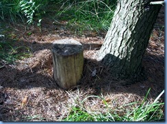 4925 Laurel Creek Conservation Area - evening walk - Geocache sitting in a Pine Stand