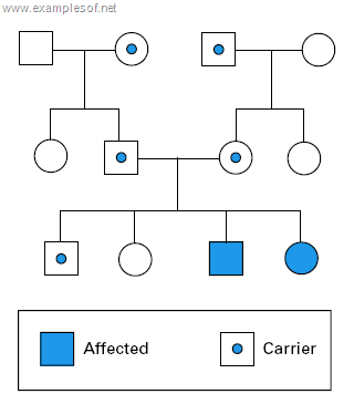 Pedigree showing autosomal recessive disorder