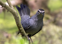 Gray Catbird Sabine Woods Attitude