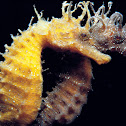 sea horse