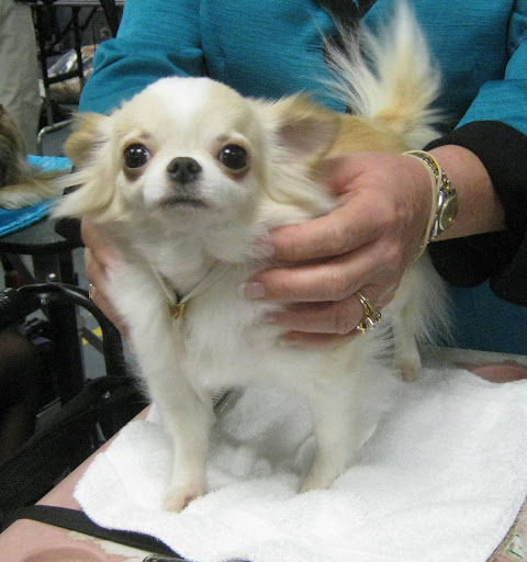 Chihuahua