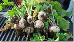 purple top turnips