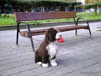 Uno de nuestros cachorros posando graciosamente para la foto