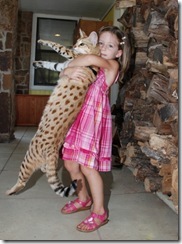 Savannah Cat