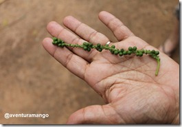 Pimenta-do-Reino