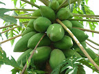 Paw-Paw fruit