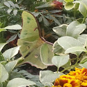 Luna Moth