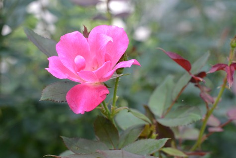 DSC_0209 DSC_0209