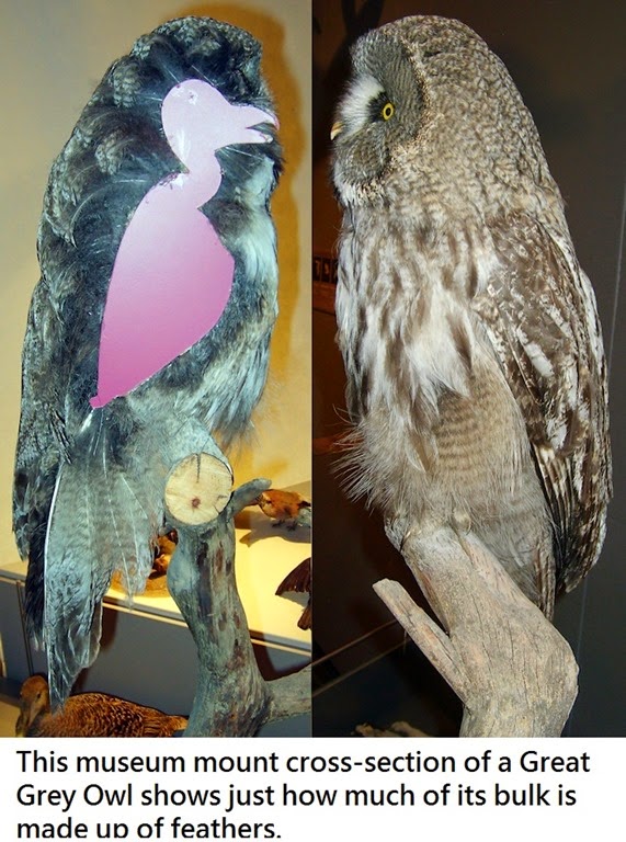 [articles-OwlPhysiology-Feathers-103.jpg]