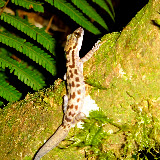 A lizard on the way up Tanggamus (Chris Whiting, November 2010)
