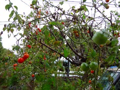 DSC00030 DSC00030